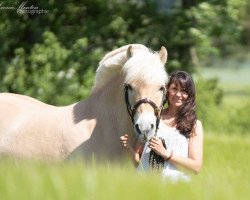 horse Joel (Fjord Horse, 2011, from Jokke)