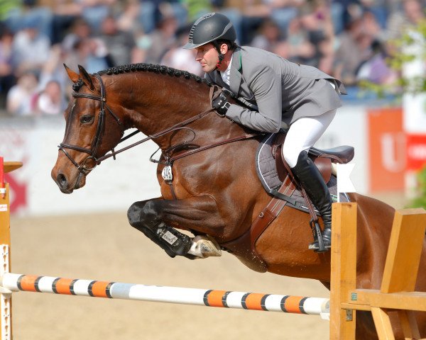 stallion Monte Bellini (Westphalian, 2002, from Montender)