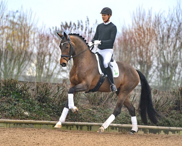 stallion Valdiviani (Hanoverian, 2016, from Veneno)