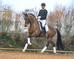 dressage horse Valdiviani (Hannoveraner, 2016, from Veneno)