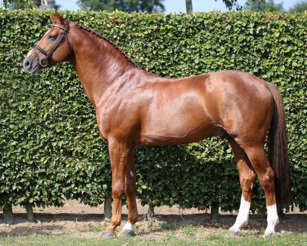 stallion Zinedine (KWPN (Royal Dutch Sporthorse), 2004, from Guidam)