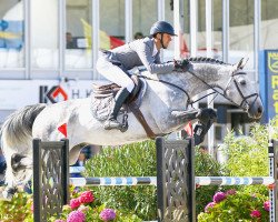 stallion Mumbai (Belgian Warmblood, 2012, from Diamant de Semilly)