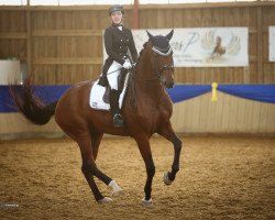 dressage horse Luke Skywalker 61 (Hanoverian, 2009, from Lord Loxley I)