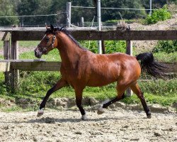 jumper Milady (German Riding Pony, 2015, from Mason 4)