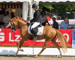 dressage horse Dentleiner (German Riding Pony, 2011, from Daily Pleasure.)