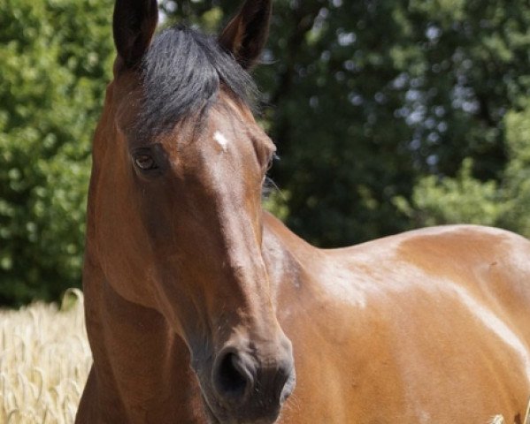 dressage horse Zou Zou (Saxony-Anhaltiner, 1997, from Zenturio)