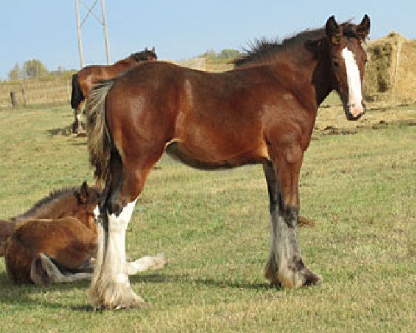 Pferd Donegal Delightful (Clydesdale, 2013, von Bighorn Shamus)