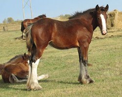 horse Donegal Delightful (Clydesdale, 2013, from Bighorn Shamus)