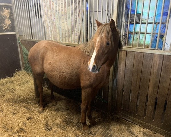 Zuchtstute Pauline (Welsh Pony (Sek.B), 2006, von Charivari)