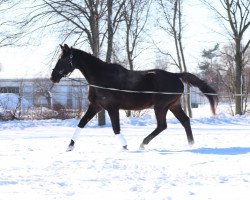 dressage horse King Artos (Oldenburg, 2004, from King Arthur TSF)