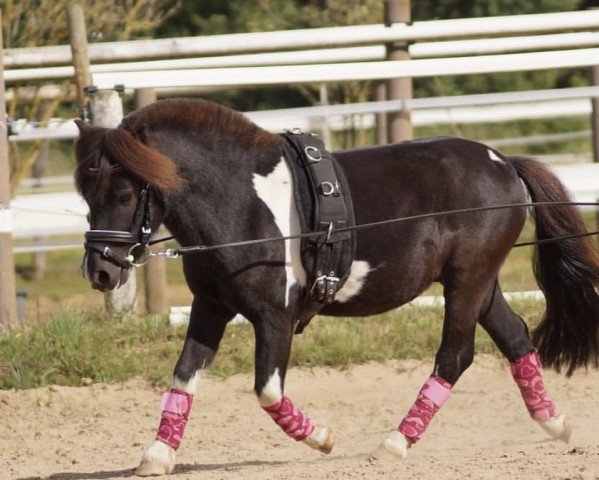 Dressurpferd Donner 191 (Shetland Pony, 2012)