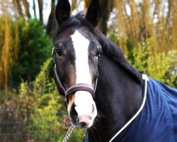 jumper Lou K (Hanoverian, 2008, from Le Primeur)