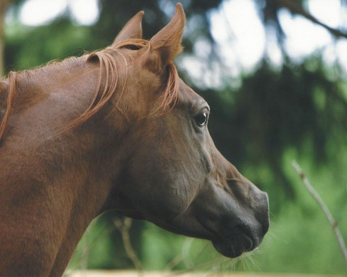 stallion MA Mascharo El Nile (Arabian purebred, 1992, from Sheik El Nile EAO)