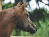 stallion MA Mascharo El Nile (Arabian thoroughbred, 1992, from Sheik El Nile EAO)