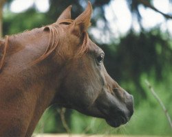 stallion MA Mascharo El Nile (Arabian thoroughbred, 1992, from Sheik El Nile EAO)