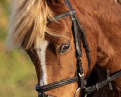 Pferd Cincinnatti (Welsh Pony (Sek.B), 2003, von Claus)