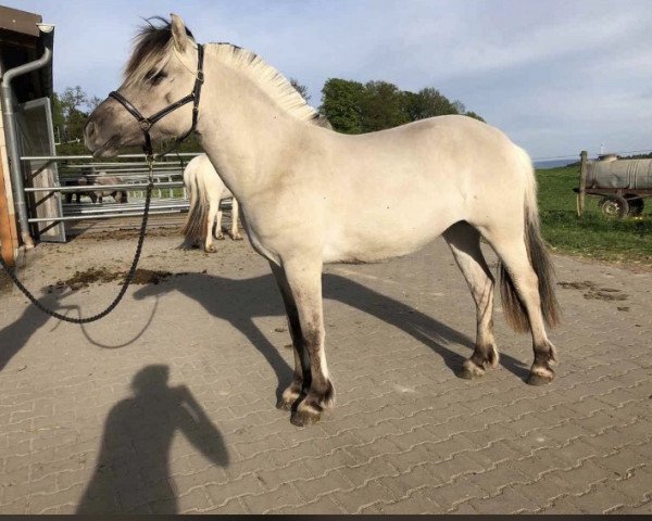 broodmare Greta (Fjord Horse, 2017, from Ilmar)