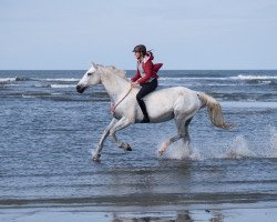 broodmare Cara Mia 77 (Oldenburg, 2005, from Cordial Medoc)