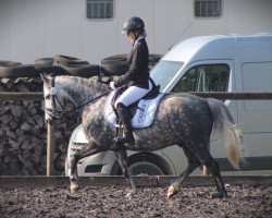 dressage horse Miro (Pony without race description, 2010)