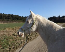 dressage horse Tequila Sunrise 72 (Hispano, 1999)