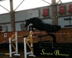 broodmare Cornets white chocolate (Oldenburg show jumper, 2018, from Cornet Obolensky)