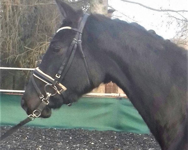 dressage horse Sali (German Sport Horse, 2014, from Stendal)