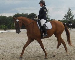 broodmare Mon Amie (German Sport Horse, 2007, from Dream Rubin)