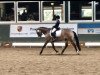 dressage horse Chessie Lee (German Riding Pony, 2010, from NK Cyrill)