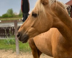 jumper New Limit (German Riding Pony, 2010, from No Limit 30)