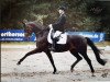 dressage horse Fürstenball's Collier (Hanoverian, 2011, from Fürstenball)