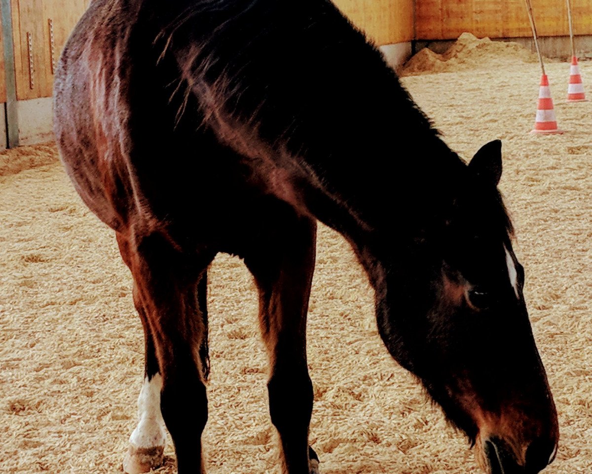 Springpferd Davidoff et Ina (Deutsches Reitpony, 2000, von Lady's Wise Guy)