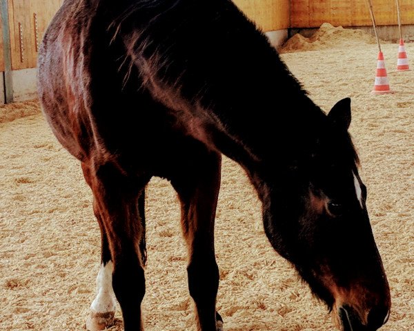 jumper Davidoff et Ina (German Riding Pony, 2000, from Lady's Wise Guy)