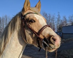 Springpferd Gaara Et Ina (Deutsches Reitpony, 2016, von Golden West NRW)