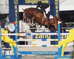 jumper Kingston 43 (Oldenburg show jumper, 2012, from Kannan)