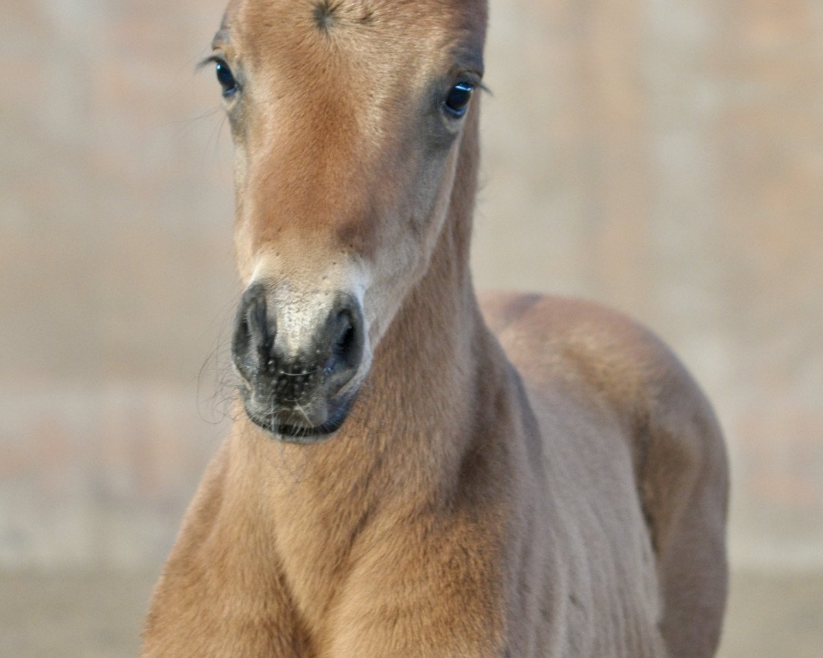 Springpferd Camar Qascadeur (Trakehner, 2020, von Cadeau)