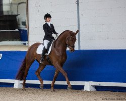 dressage horse Lennon 42 (Hanoverian, 2014, from Londontime)