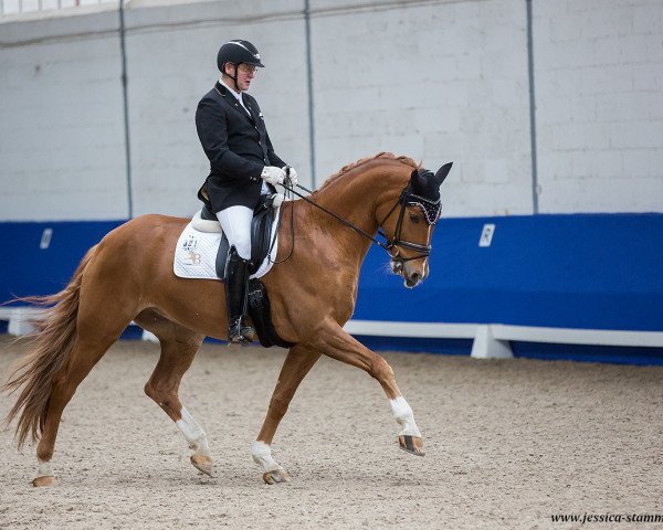 dressage horse Fürst Rolf S (German Sport Horse, 2014, from Fürst Romancier)