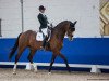 dressage horse Zacko Blue (German Sport Horse, 2015, from Zirkon 8)