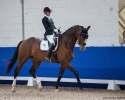 dressage horse Zacko Blue (German Sport Horse, 2015, from Zirkon 8)