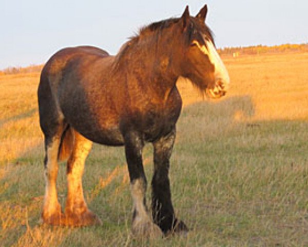 Zuchtstute Donegal Dottie (Clydesdale, 2008, von Diamond S Bow)