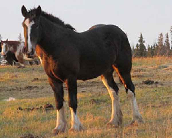 Zuchtstute Donegal Cassie (Clydesdale, 2010, von Armageddon's Lord Cain)