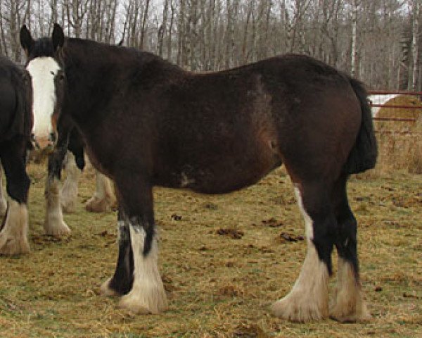 Zuchtstute Donegal Carla Bell (Clydesdale, 2010, von Donegal Lockinvar)