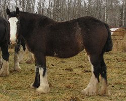 broodmare Donegal Carla Bell (Clydesdale, 2010, from Donegal Lockinvar)