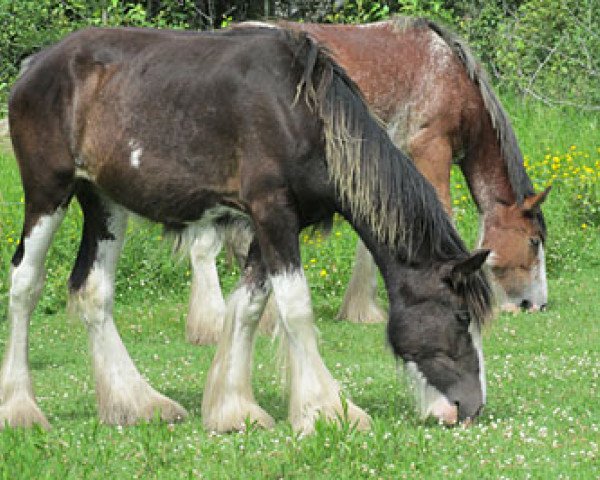 Zuchtstute Donegal Hope (Clydesdale, 2013, von SFF Stonewall Jack)