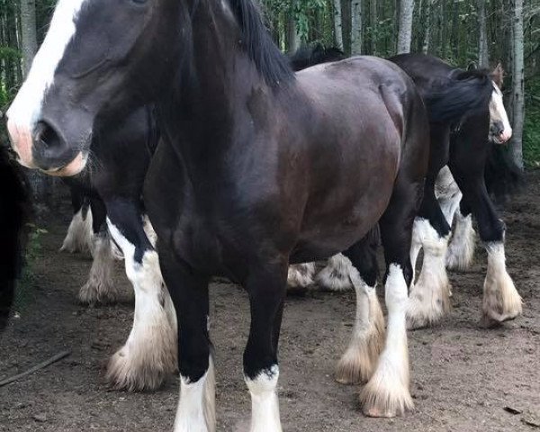 Pferd Bighorn Relentless Faith (Clydesdale, 2017, von Bighorn Maximus)