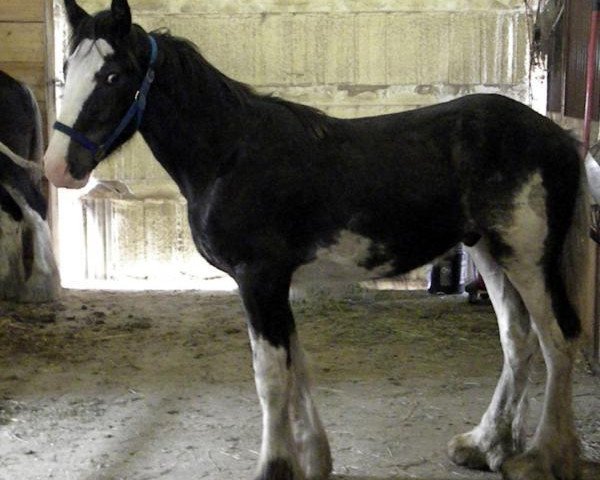 horse Donegal Captain Canada (Clydesdale, 2012, from SFF Stonewall Jack)