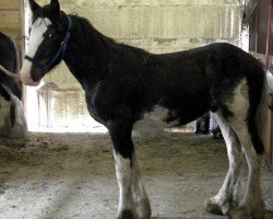 Pferd Donegal Captain Canada (Clydesdale, 2012, von SFF Stonewall Jack)