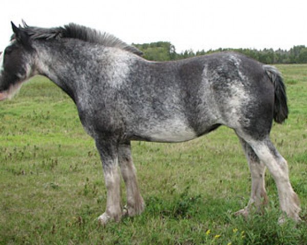 broodmare Keyhole Classic Cholla (Clydesdale, 1996, from Lynholm Classic King)