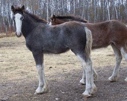 horse Donegal Cactus Jack II (Clydesdale, 2012, from SFF Stonewall Jack)