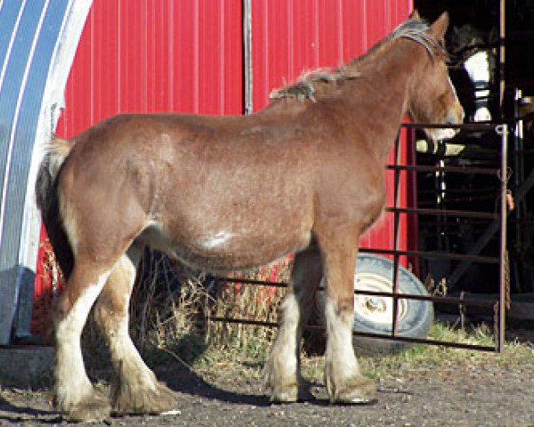 Zuchtstute Forwood's Hannah (Clydesdale, 2005, von Brunt-Hill Crown Royal)